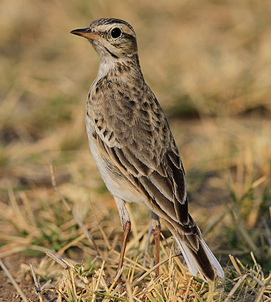 African Pipit